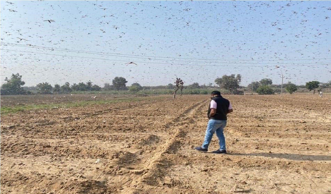 તીડ
